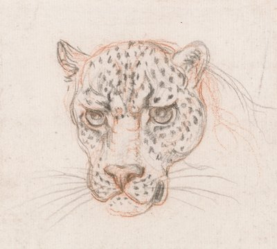 Head of a Leopard by Unbekannt Unbekannt